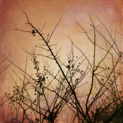 Winter Berries