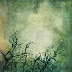 Through the Winter