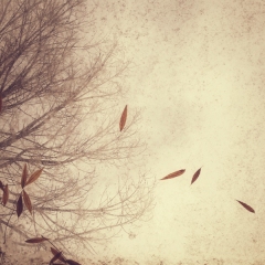 Memory of Autumn