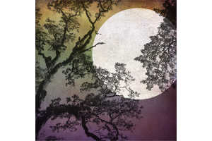 Summer Treescapes