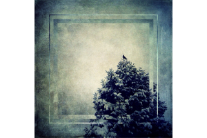 Treescapes Continued